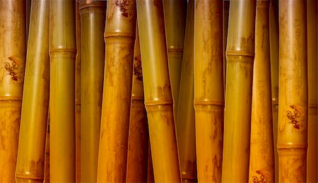 fine image of different bamboo, nature background Stock Photo - Budget Royalty-Free & Subscription, Code: 400-05141661