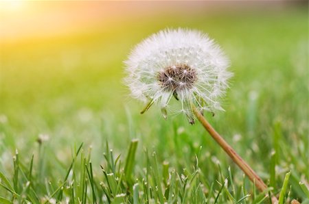 White dandelion on a green background Stock Photo - Budget Royalty-Free & Subscription, Code: 400-05141892