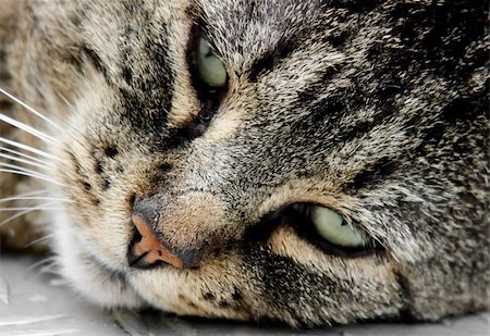 This image shows a macro from a cat face Stock Photo - Budget Royalty-Free & Subscription, Code: 400-05142247