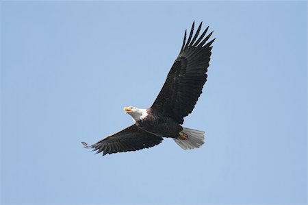 simsearch:400-06766475,k - Adult Bald Eagle (haliaeetus leucocephalus) in flight against a blue sky Fotografie stock - Microstock e Abbonamento, Codice: 400-05142365