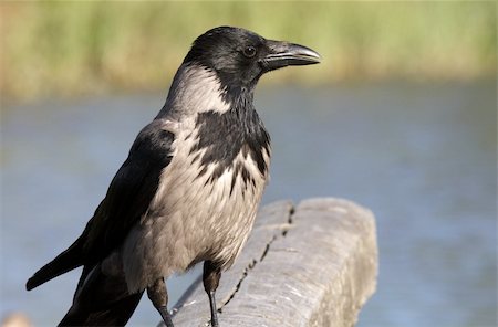 rookery - Hooded Crow. Norway 2009 Photographie de stock - Aubaine LD & Abonnement, Code: 400-05142366