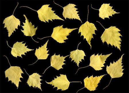 simsearch:400-04475632,k - Fading fall leaves isolated on black background Foto de stock - Royalty-Free Super Valor e Assinatura, Número: 400-05142443