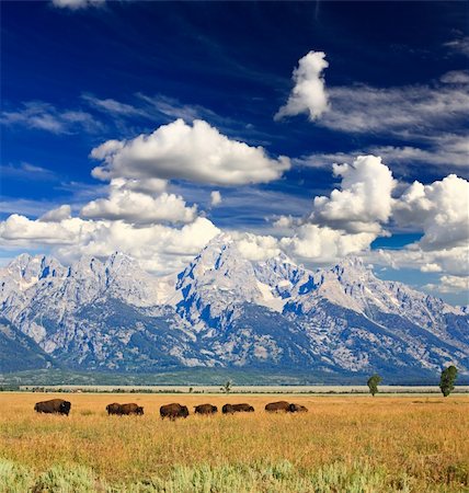 simsearch:400-05142617,k - Bisons at the Antelope Flats in Grand Teton National Park Stockbilder - Microstock & Abonnement, Bildnummer: 400-05142616