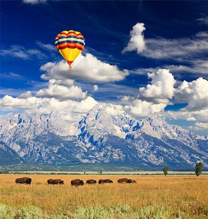 simsearch:400-05142617,k - Bisons at the Antelope Flats in Grand Teton National Park USA Stockbilder - Microstock & Abonnement, Bildnummer: 400-05142617