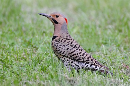 pájaro carpintero - Northern Flicker (Colaptes auratus) hunting for food on a lawn Foto de stock - Super Valor sin royalties y Suscripción, Código: 400-05143356