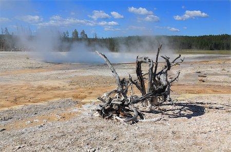 simsearch:400-05142673,k - The scenery of Lower Geyser Basin in Yellowstone National Park Stockbilder - Microstock & Abonnement, Bildnummer: 400-05143351