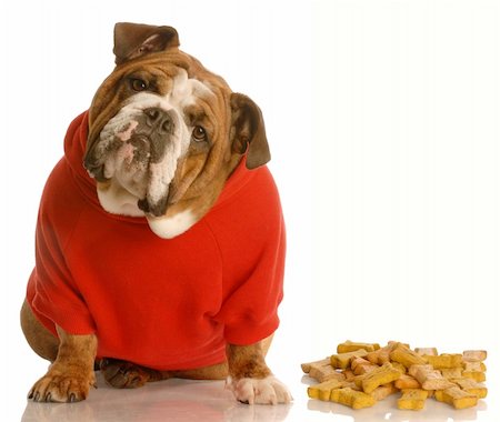 fat dog - english bulldog with cute expression sitting beside pile of dog bones Stock Photo - Budget Royalty-Free & Subscription, Code: 400-05143512