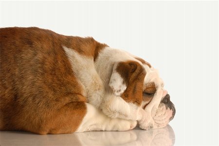 simsearch:400-06461634,k - english bulldog sleeping isolated on white background Stock Photo - Budget Royalty-Free & Subscription, Code: 400-05143531