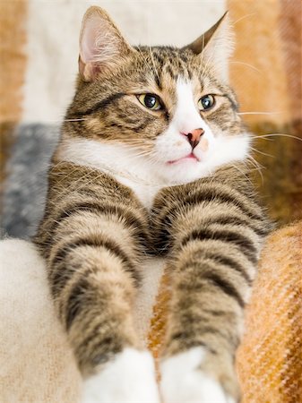 A domestic cat lying on a chair Stockbilder - Microstock & Abonnement, Bildnummer: 400-05143670