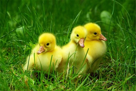 simsearch:614-06043348,k - cute gosling in green grass Stock Photo - Budget Royalty-Free & Subscription, Code: 400-05143684