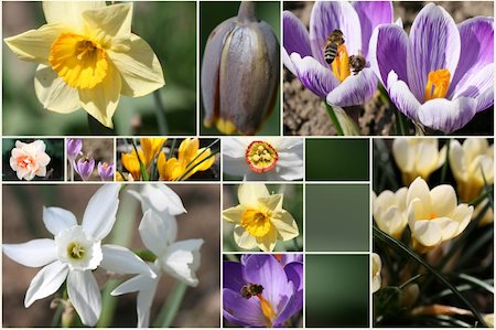 simsearch:400-04067084,k - Colorful collage of flowers Stock Photo - Budget Royalty-Free & Subscription, Code: 400-05143718