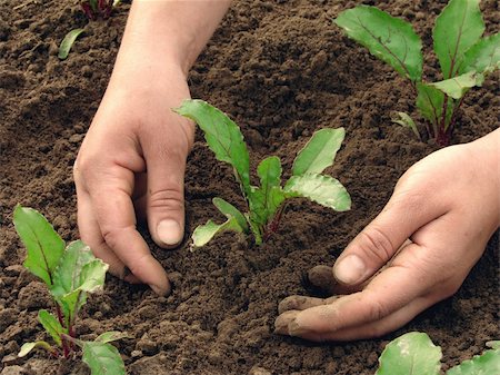 farmer soil and hand - woman hands earthing beetroot sprouts closeup Stock Photo - Budget Royalty-Free & Subscription, Code: 400-05143761