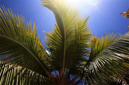 punta cana - Palm tree on sunny day Stock Photo - Budget Royalty-Free & Subscription, Code: 400-05143788