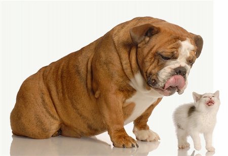 english bulldog teasing small kitten that is meowing Stock Photo - Budget Royalty-Free & Subscription, Code: 400-05143797