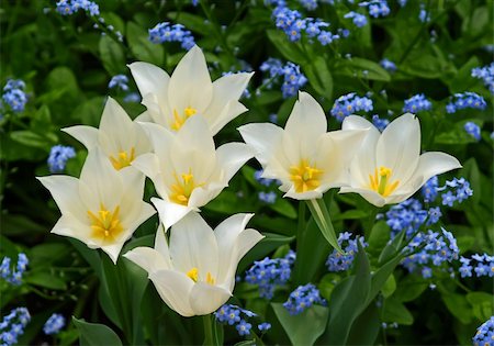 simsearch:628-01278403,k - Beautiful flowers displayed in a famous botanical garden Fotografie stock - Microstock e Abbonamento, Codice: 400-05143859