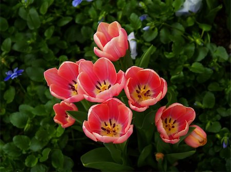 simsearch:628-01278403,k - Beautiful flowers displayed in a famous botanical garden Fotografie stock - Microstock e Abbonamento, Codice: 400-05143860