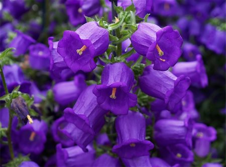 simsearch:628-01278403,k - Beautiful flowers displayed in a famous botanical garden Fotografie stock - Microstock e Abbonamento, Codice: 400-05143862