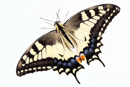 papilio - Beautiful yellow Swallowtail butterfly (Papilio machaon) Stock Photo - Budget Royalty-Free & Subscription, Code: 400-05143919