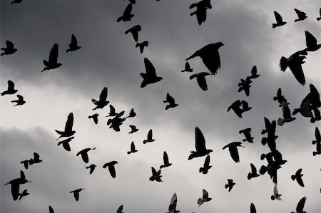 A flock of birds on a dark day. Photographie de stock - Aubaine LD & Abonnement, Code: 400-05154180