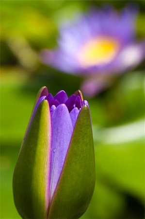 simsearch:851-02959686,k - Close up of purple water lily bud. Photographie de stock - Aubaine LD & Abonnement, Code: 400-05154245