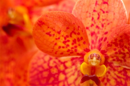 simsearch:400-04861419,k - Macro on a Orange Orchid, focus on stigma. Foto de stock - Super Valor sin royalties y Suscripción, Código: 400-05154246