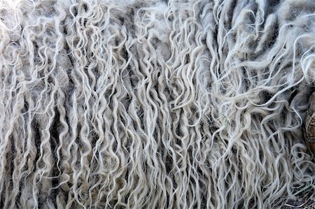 schafe scheren - fleece background from the natural sheep Stockbilder - Microstock & Abonnement, Bildnummer: 400-05154628