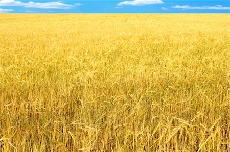 dry crop field - Crop of rye - golden cereal and blue sky Stock Photo - Budget Royalty-Free & Subscription, Code: 400-05154799