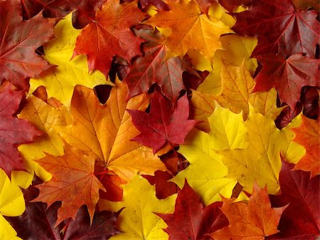 simsearch:400-04644582,k - awesome colors of maple leaves in Autumn Photographie de stock - Aubaine LD & Abonnement, Code: 400-05155303