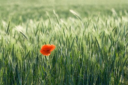 sergeyak (artist) - One red poppy is growing in a cereal field Stock Photo - Budget Royalty-Free & Subscription, Code: 400-05155358