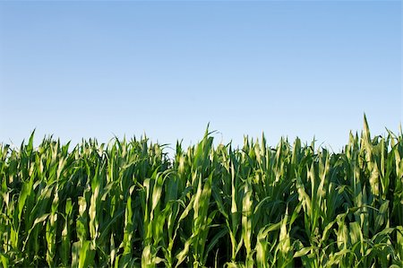 green cornfield against bright blue clear sky Foto de stock - Super Valor sin royalties y Suscripción, Código: 400-05155925