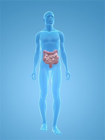 simsearch:400-06770547,k - 3d rendered illustration of a transparent male body with male colon and small intestines Stock Photo - Budget Royalty-Free & Subscription, Code: 400-05155965
