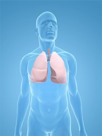 3d rendered illustration of a transparent male body with lung Stock Photo - Budget Royalty-Free & Subscription, Code: 400-05155966