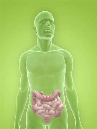 simsearch:400-06770547,k - 3d rendered illustration of a transparent male body with male colon and small intestines Stock Photo - Budget Royalty-Free & Subscription, Code: 400-05155968