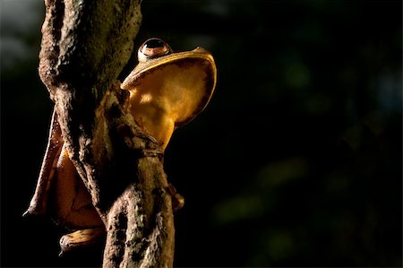 simsearch:400-04707951,k - tree frog hypsiboas geograficus at night in the Bolivian jungle Stock Photo - Budget Royalty-Free & Subscription, Code: 400-05156190