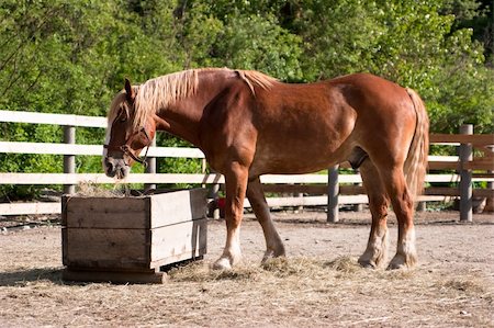 ranches with fenced livestock - Large brown horse in corral eating hay Stock Photo - Budget Royalty-Free & Subscription, Code: 400-05156929