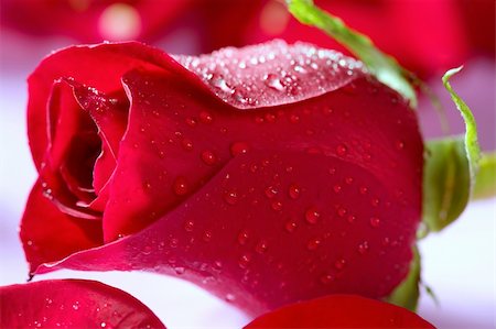 simsearch:400-04421790,k - Red rose macro with water droplets studio shot Stock Photo - Budget Royalty-Free & Subscription, Code: 400-05157307