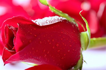 simsearch:400-04421790,k - Red rose macro with water droplets studio shot Stock Photo - Budget Royalty-Free & Subscription, Code: 400-05157308