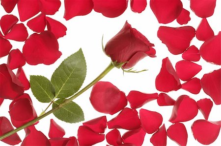 simsearch:400-05159213,k - Red rose in a petals border frame over white Stock Photo - Budget Royalty-Free & Subscription, Code: 400-05157311