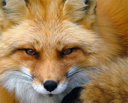 simsearch:400-04516399,k - Close-up portrait of a beautiful wild Red Fox Foto de stock - Royalty-Free Super Valor e Assinatura, Número: 400-05157343