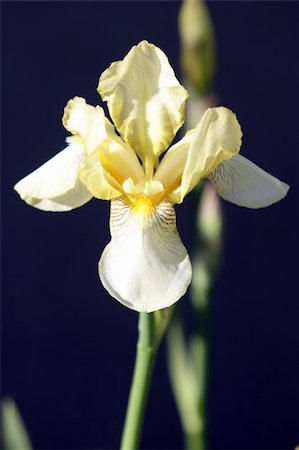 pontuse (artist) - Gladiolus, from the iris-family, in close-up Stockbilder - Microstock & Abonnement, Bildnummer: 400-05157502