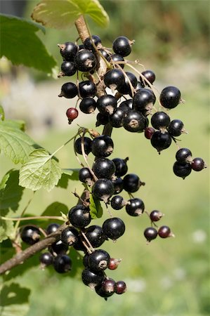 simsearch:400-05344250,k - Black Currant for good health close up Foto de stock - Super Valor sin royalties y Suscripción, Código: 400-05157555