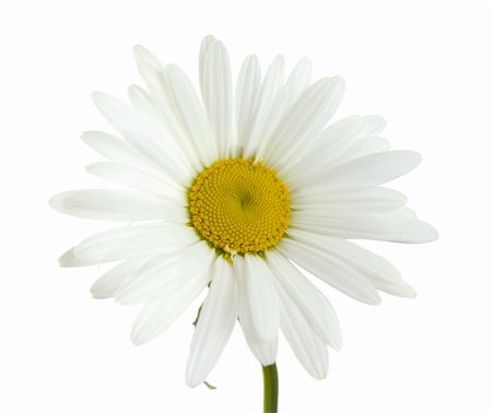 daisy cutout - chamomile Stock Photo - Budget Royalty-Free & Subscription, Code: 400-05157775