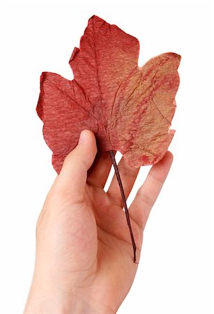 Leaf in a man hand. Isolated on white. Autumn concept. Photographie de stock - Aubaine LD & Abonnement, Code: 400-05157868