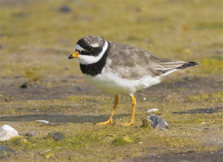 Ringed Plover. Norway 2009 Foto de stock - Royalty-Free Super Valor e Assinatura, Número: 400-05157880