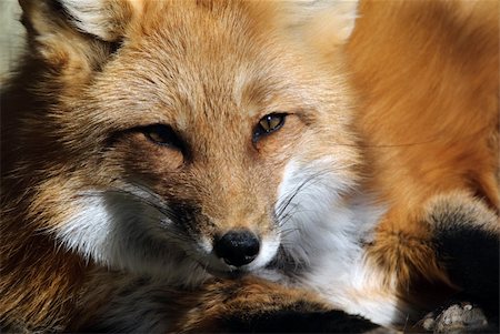 simsearch:400-04516399,k - Close-up portrait of a beautiful wild Red Fox Foto de stock - Royalty-Free Super Valor e Assinatura, Número: 400-05158050