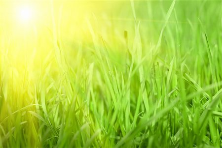 simsearch:400-04569116,k - Green grass sunset background Photographie de stock - Aubaine LD & Abonnement, Code: 400-05158080