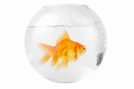 simsearch:400-04689966,k - gold fish at aquarium isolated on white Photographie de stock - Aubaine LD & Abonnement, Code: 400-05158116