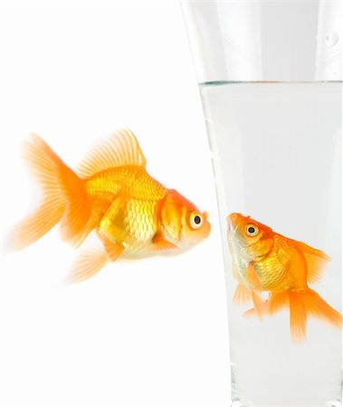 Two goldfish isolated on white background Foto de stock - Royalty-Free Super Valor e Assinatura, Número: 400-05158117