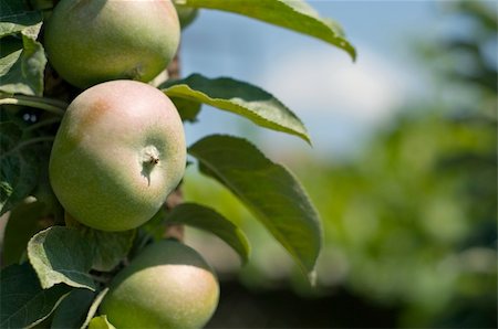 simsearch:400-07513164,k - Green Apples hanging on the tree Stock Photo - Budget Royalty-Free & Subscription, Code: 400-05158638