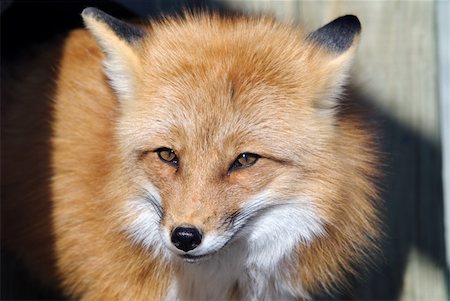 simsearch:400-04516399,k - Close-up portrait of a beautiful wild Red Fox Foto de stock - Royalty-Free Super Valor e Assinatura, Número: 400-05158751